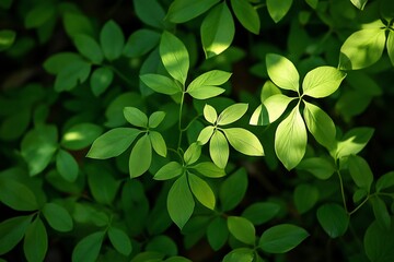 Aufkleber - Lush green foliage with sunlight illuminating vibrant leaves.