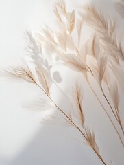 Poster - Beige dried flowers and their shadows on white background.