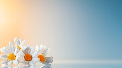 Wall Mural - Close-up of four daisies with soft sunlight and sky background, reflecting on a surface.