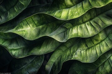 Sticker - Close-up of lush, overlapping green leaves with visible texture and veining, creating a natural, organic background.