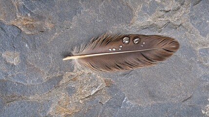 Fototapete - Single brown feather with water droplets rests on a grey stone surface.