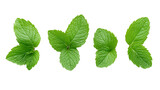 mint leaves isolated on white background