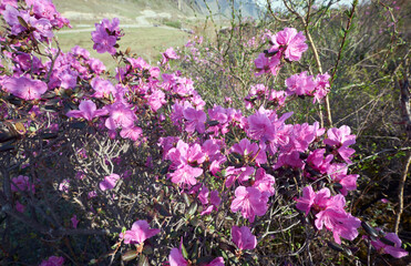 Wall Mural - Rhododendron dauricum flowers in Altai in spring season.