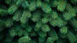 © Helens - Lush Green Pine Tree Branches Close Up