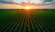 © Pete - Vast agricultural field stretches under partly cloudy sky at sunset. Rows of crops extend to horizon creating symmetrical pattern. Warm golden light from setting sun highlights green plants. Rural