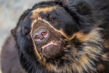 Wall Mural - Close-up of the face of a Spectacled bear