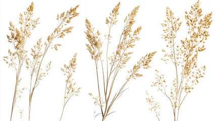 Wall Mural - Dried golden grass stems isolated on white background.