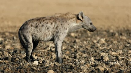 Wall Mural - a spotted hyena (crocuta crocuta) in a muddy waterhole, kalahari desert, south africa