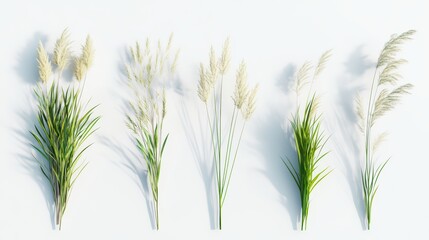 Wall Mural - Five types of grasses with seeds, isolated on white background.