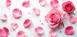 © Withun - Delicate rose petals scattered on a crisp white background, gentle, rose, petal
