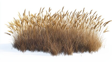 Wall Mural - Golden dry grass bunch isolated on white background.