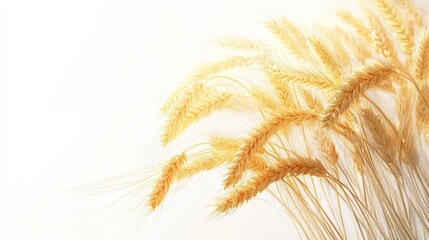 Wall Mural - Golden wheat stalks against a bright background.