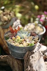 Wall Mural - colorful succulent plants in a pot, decorative gardening