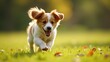 © Ernesto - An action-packed shot of your pet running or jumping, showcasing their energy and agility. Freeze their vibrant motion for a dynamic and lively National Pet Day celebration.