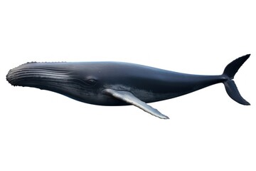 Wall Mural - A real whale animal mammal fish.