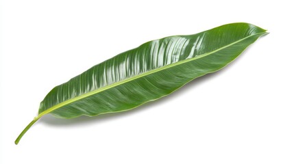 Wall Mural - Single vibrant green leaf isolated on white background. (1)