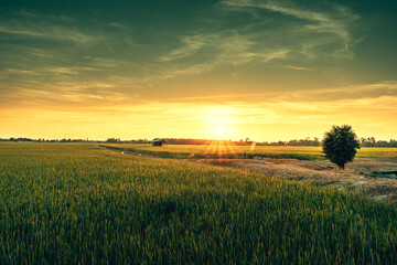 Wall Mural - View of rice fields with green rice growing in the sunset..