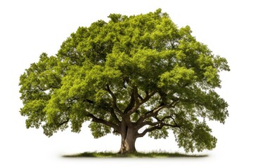 Wall Mural - Tree plant oak white background.