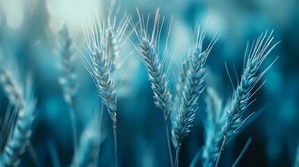 Poster - ears of wheat