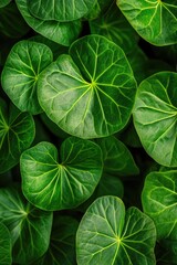 Wall Mural - Close-up of green leaves