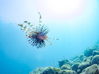 美しく大きなハナミノカサゴ（ミノカサゴ亜科）他。
英名学名：Red Lionfish (Pterois volitans)
岩場に集まる、美しいソラスズメダイ（スズメダイ科）他の群れ。
英名学名：Heavenly Damselfish (Pomacentrus coelestis)
静岡県伊豆半島賀茂郡南伊豆町中木ヒリゾ浜2024年
