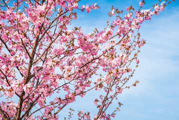 Wall Mural - Horizontal photo of blooming sakura branches with pink flowers against a blue sky. Ample empty space for text or logo, perfect for spring-themed designs or backgrounds