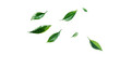 © sirirat - Green tea leaf floating isolated on transparent background