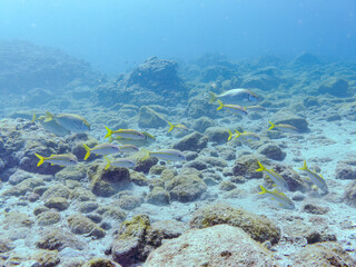 美しいアカヒメジ（ヒメジ科）他の群れ。
英名学名：Yellowfin goatfish (Mulloidichthys vanicolensis),.
静岡県伊豆半島賀茂郡南伊豆町中木ヒリゾ浜2024年
