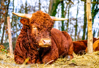 Canvas Print - nice cow at a farm in austria