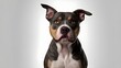 © chananart - pit bull dog , loyal and strong dog isolated on white background