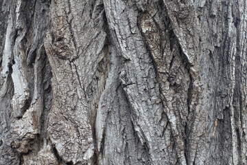 Close shot of dry grey bark of cottonwood poplar tree
