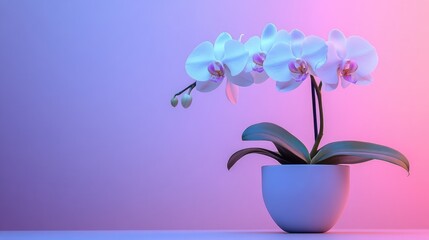 Wall Mural - Elegant white orchid flowers in a minimalist pot, isolated against a gradient pink-to-purple background.