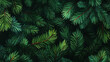© omarosman - Banner with Dense green pine foliage texture, dark moody fir tree branches background