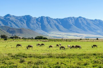 Wall Mural - A picturesque scene of a blesbok herd grazing on an open plain with a mountain range in the background