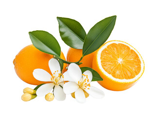 Wall Mural - Neroli flower isolated