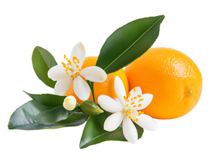 Wall Mural - Neroli flower isolated