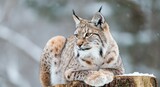 Majestic eurasian lynx resting on a snowy tree stump in winter forest