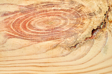 Light wood texture showing growth rings and knot detail