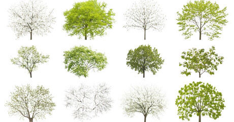 collection of twelve different trees full bloom, showcasing variety of green and white foliage against plain background. trees are arranged rows, highlighting their unique shapes and vibrant