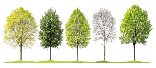 collection of green trees on white backdrop showcases various tree species in different shades of green, highlighting their unique shapes and textures