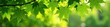 © Machita - Maple tree with lush green leaves and branches, tree, maple