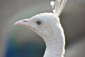 White Peafowl or White Peacock is a common name for two bird species of the genus Pavo and one species of the closely related genus Afropavo within the tribe Pavonini of the family Phasianidae.