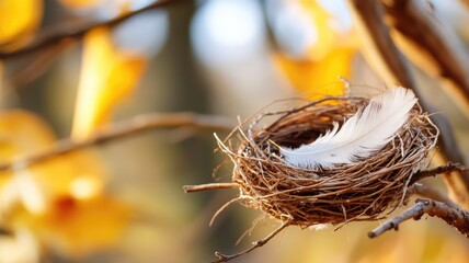 Wall Mural - feather in nest on tree branch during autumn