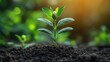 © Hammam - A Seedling's Journey: Witnessing the miracle of life unfolding from a tiny seed into a vibrant sprout, bathed in the golden sunlight of a new beginning.  A symbol of hope, growth, and renewal.