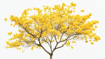 Canvas Print - Yellow flowering tree in full bloom, captured against a seamless white background, highlighting the natural charm of the blossoms.