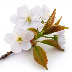 Poster - Cherry blossom branch with delicate white flowers and vibrant new leaves, captured on a pure white background