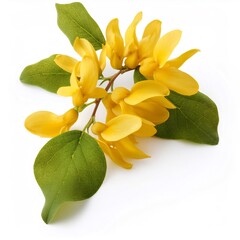 Poster - Golden chain tree branch displaying bright yellow blossoms, verdant foliage against pristine white background