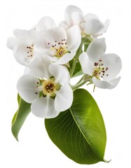 Wall Mural - White pear blossom branch displaying delicate flowers, verdant leaves against pristine backdrop, highlighting seasonal botanical elegance