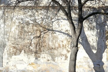 Close-up of a rocky surface with a majestic tree rising in the backdrop