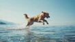 © Chayna - Golden Retriever dog jumping into sea